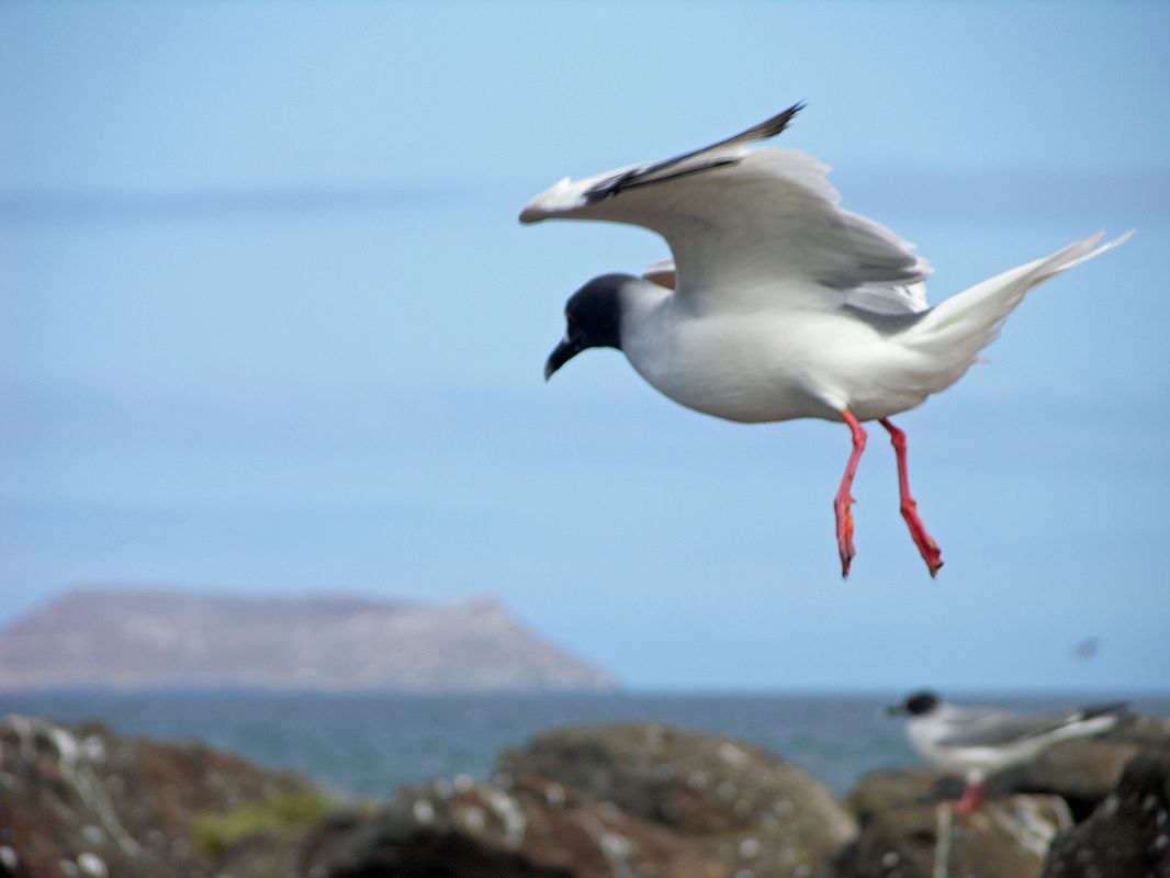 Galapagos 2-1-19 North Seymour Swallow-tailed Gull